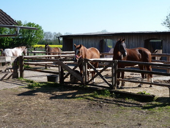 Pferde P1000264_350
